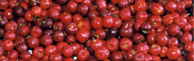 acerola fruit