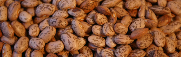 pinto beans
