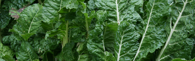 swiss chard