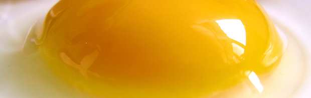 egg yolk